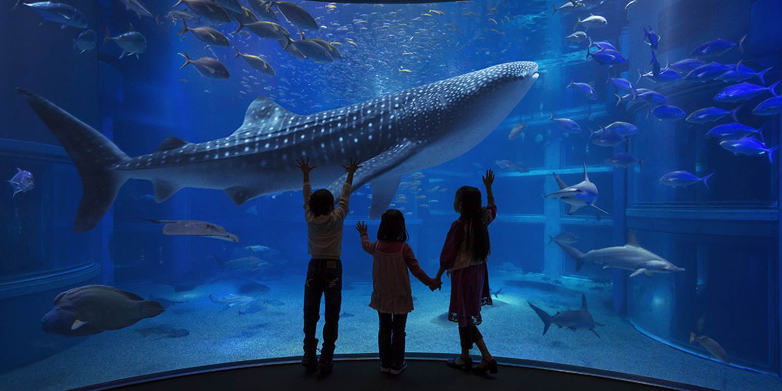 آکواریوم اکیناوا