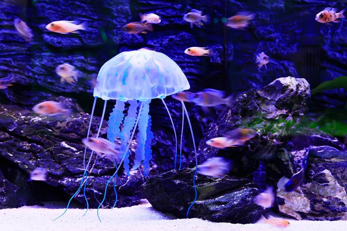 آکواریوم کالیفرنیا