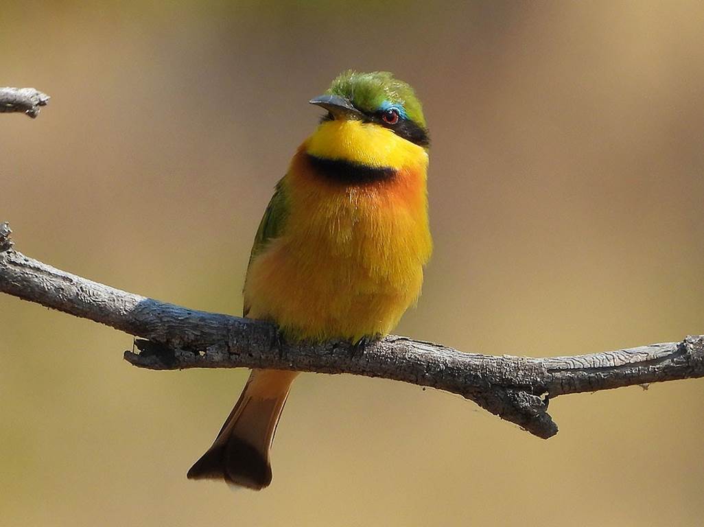 نمونه عکس نیکون - پرنده