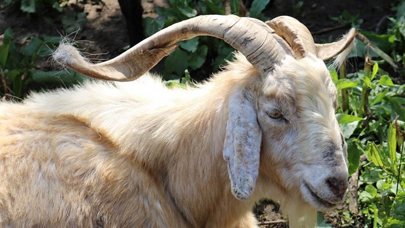 مردمک چشم بز