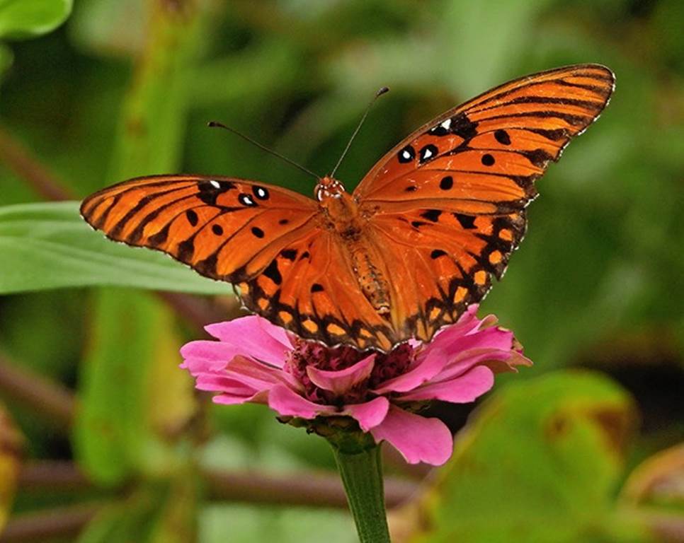 نمونه عکس نیکون - پروانه