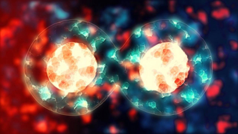 بدن شما واقعا هر ۷ سال یک بار نو می‌شود؟