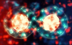 بدن شما واقعا هر ۷ سال یک بار نو می‌شود؟