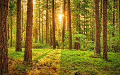 در سایه درختان چنار(داستان کوتاه)